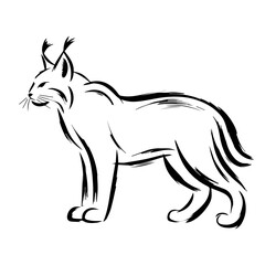 Obraz premium Iberian lynx sketch displayed in black and white, depicting feline with distinctive tufted ears and patterned fur.