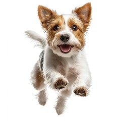 Happy Jack Russell Terrier Puppy Running Towards Camera on White Background. Generative AI