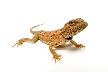 Savigny's agama // Sinai-Wüstenagame, Blaukehlagame (Trapelus savignii) 