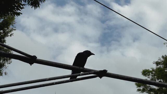 A black raven or black crow is standing on traffic light post before flying away. Animal in nature portrait footage.