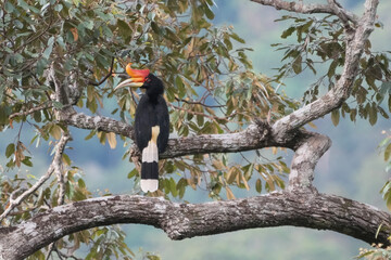 Rhinoceros hornbill (Buceros rhinoceros) on branch. Bird watching in natural habitats in the forest.