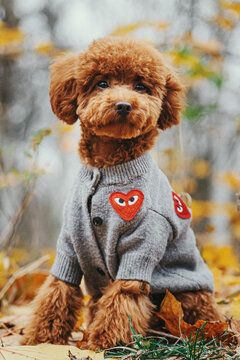 A cute red toy poodle wearing a gray knitted sweater with heart patches sits on autumn leaves outdoors. Warm colors, cozy fall atmosphere, and adorable pet portrait.