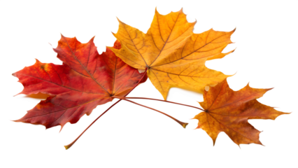 High resolution autumn maple leaves clear white background natural light