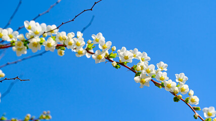 ユキヤナギの白い花