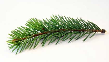 "Evergreen conifer needle branch with radial green needles and brown stem for botanical reference."
