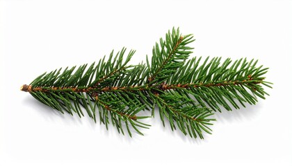 "Evergreen conifer needle branch with radial green needles and brown stem for botanical reference."