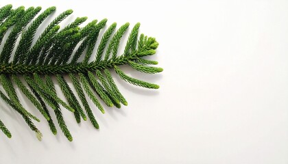 "Evergreen conifer needle branch with radial green needles and brown stem for botanical reference."