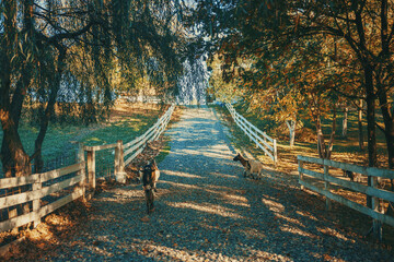 The garden of a rural household in central Serbia