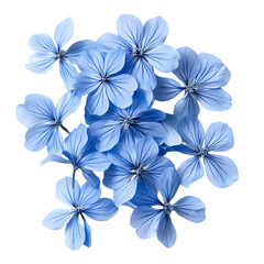 Obraz premium Light blue flowers clustered together isolated on transparent background