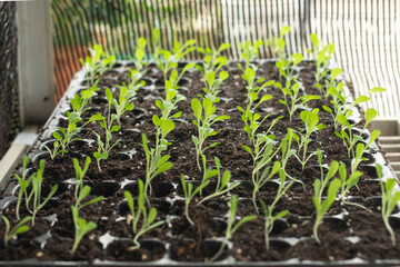 seedlings in a greenhouse, A tray of young plants or saplings of kale in dark soil 
 selective focus blur background close up in organic farm, early stage of growing plant in farm