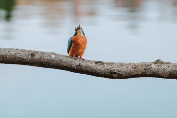 A detailed close-up of a colorful kingfisher perched on a branch overlooking a river. The image captures the bird&rsquo;s vivid plumage, sharp beak, and attentive posture as it scans the water below.
