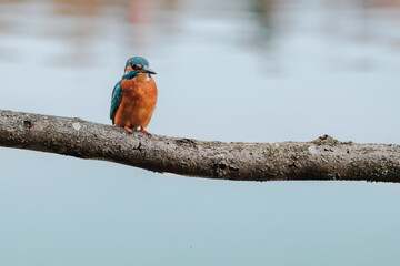 A detailed close-up of a colorful kingfisher perched on a branch overlooking a river. The image captures the bird&rsquo;s vivid plumage, sharp beak, and attentive posture as it scans the water below.