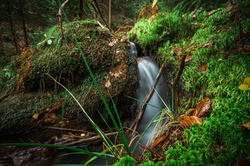 Leśny strumyk, potok, las , drzewa, natura, mech, kamienie, skały,  © Adrian Jaśpiński