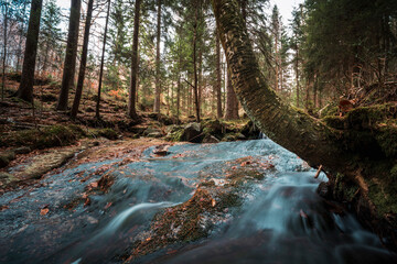 Leśny strumyk, potok, las , drzewa, natura, mech, kamienie, skały, 