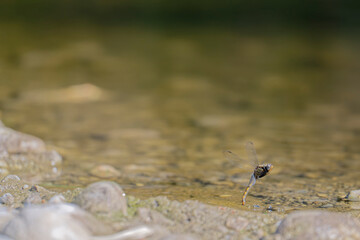Scarlet and Yellow Dragonflies Hovering Above Shimmering River