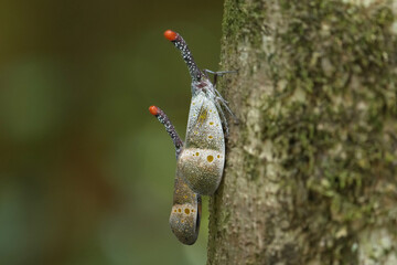 Fulgoridae  (Pyrops candelaria) on a tree in natural habitats in the forest.