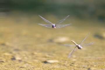 Dragonfly Pair Over Water – Red Male, Yellow Female