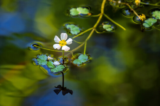 Blossom of a water crowfoot in a pond - Powered by Adobe