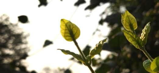 Fresh Green Leaves Against Bright Morning Sky – Nature Macro Photography