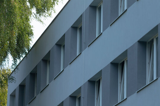 birch tree framing angled roofline windows, soft daylight touching smooth facade and leafy canopy, subtle