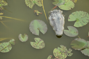 krokodil wasser see gefahr © fotorena.de