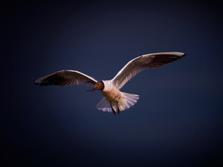 Black headed gull soaring with wings wide and a small stick in its beak, captured mid air in warm light with a clean soft background and sharp detail on feathers for a natural wildlife scene.