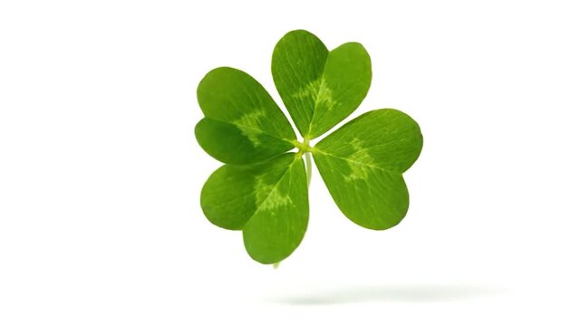 A four-leaf clover floats with a shadow on a white background. Close-up, detailed texture
