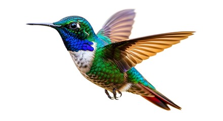 Fototapeta premium Vibrant hummingbird in flight isolated on white a colorful tropical bird with iridescent feathers