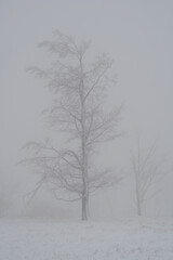 Standalone tree at the german mountain called Kahlen Asten