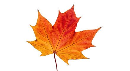 Obraz premium Single Maple Leaf In Autumn Colors Red Orange Yellow And Brown With A Black Stem Isolated On A Transparent Background With Visible Veins And Texture