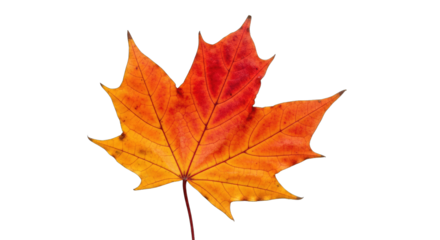 Single Maple Leaf In Autumn Colors Red Orange Yellow And Brown With A Black Stem Isolated On A Transparent Background With Visible Veins And Texture