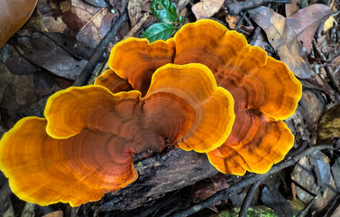Bright orange-brown Reishi mushrooms growing on a decaying log in a forest. Their fan-shaped caps have smooth, wavy edges with a vivid yellow outline, standing out against the dark.