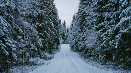 Small Road covered in Snow through dense Pine Forest.