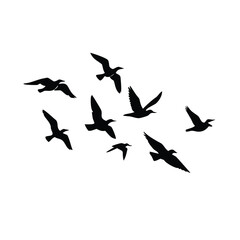 Fototapeta premium Silhouette of birds flying in formation against white background