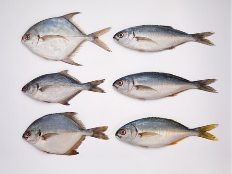 Skipjack Tuna Pollock Grayling Whitefish Grouper Layout