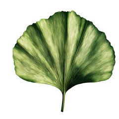 Intricate Ginkgo Leaf isolated on transparent background