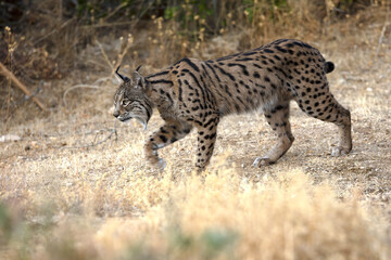 Adult male Iberian Lynx in its territory within a Mediterranean forest of pines and oaks before sunrise on an early autumn day.