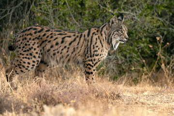 Adult male Iberian Lynx in its territory within a Mediterranean forest of pines and oaks before sunrise on an early autumn day.