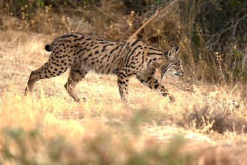 Adult male Iberian Lynx in its territory within a Mediterranean forest of pines and oaks before sunrise on an early autumn day.