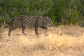 Adult male Iberian Lynx in its territory within a Mediterranean forest of pines and oaks before sunrise on an early autumn day.