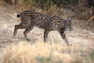 Adult male Iberian Lynx in its territory within a Mediterranean forest of pines and oaks before sunrise on an early autumn day.