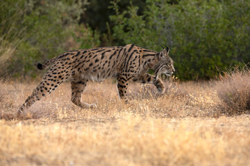 Adult male Iberian Lynx in its territory within a Mediterranean forest of pines and oaks before sunrise on an early autumn day.