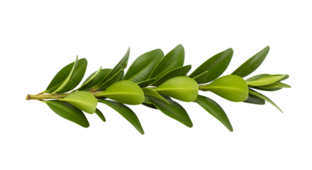 Sprig of green leaves isolated on transparent background
