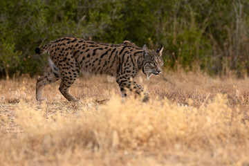Adult male Iberian Lynx in its territory within a Mediterranean forest of pines and oaks before sunrise on an early autumn day.