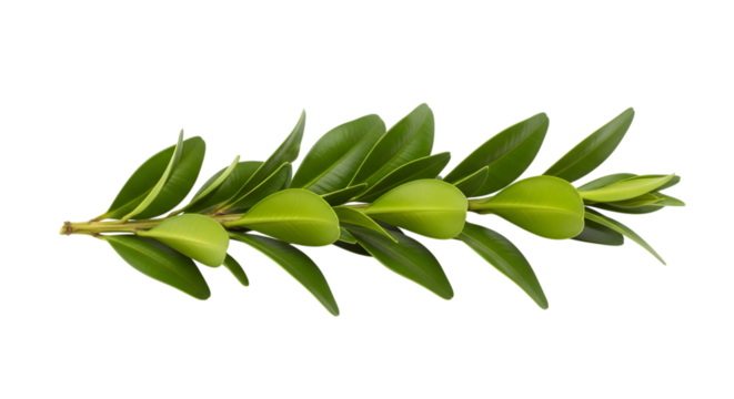 Sprig of green leaves isolated on transparent background