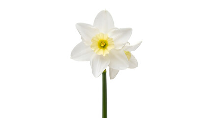 Obraz premium Daffodil white bloom on black isolated on transparent background