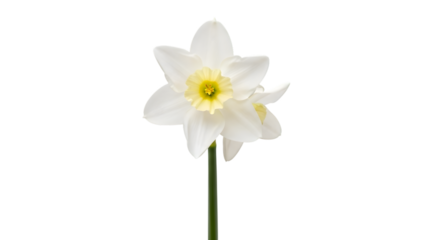 Daffodil white bloom on black isolated on transparent background