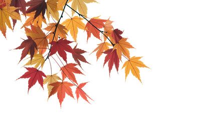 Vibrant autumn maple leaves on branch, isolated, showcasing fall season colors and warmth.