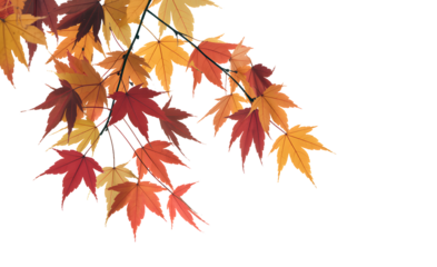 Vibrant autumn maple leaves on branch, isolated, showcasing fall season colors and warmth.