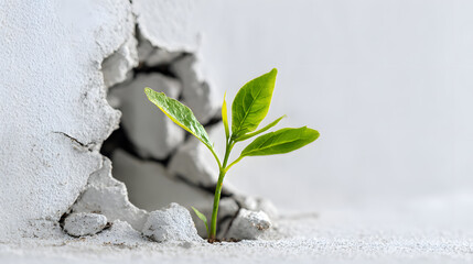 Business concept, breaking through a green sprout isolated against the background of a concrete wall